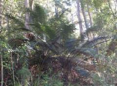 Lepidozamia peroffskyana