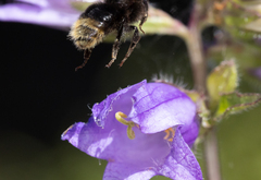Bombus soroeensis