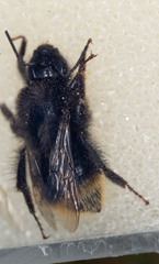 Bombus soroeensis