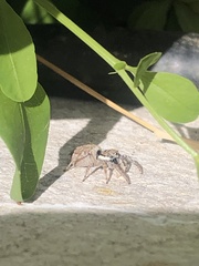 Menemerus semilimbatus