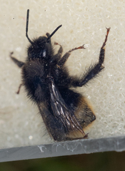 Bombus soroeensis