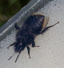 Bombus soroeensis