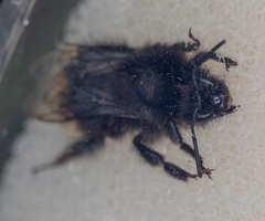 Bombus soroeensis