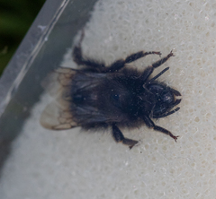 Bombus soroeensis