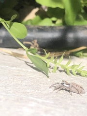 Menemerus semilimbatus