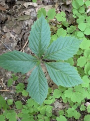 Parthenocissus inserta