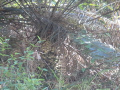 Lepidozamia peroffskyana