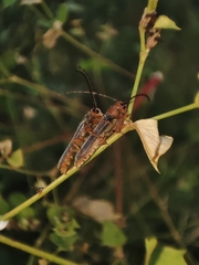 Oberea erythrocephala