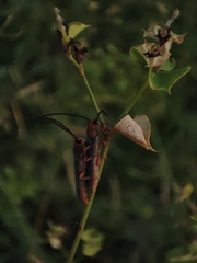 Oberea erythrocephala