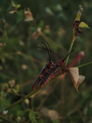 Oberea erythrocephala