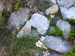 Ranunculus pyrenaeus