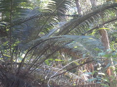 Lepidozamia peroffskyana