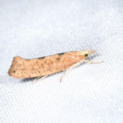 Ypsolopha cervella