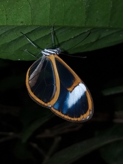 Pagyris cymothoe
