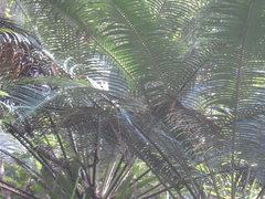 Lepidozamia peroffskyana