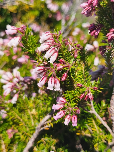 Image of Erica maderensis by (c) Jacek Pietruszewski, some rights reserved (CC BY)