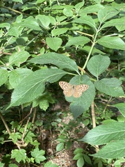 Pararge aegeria
