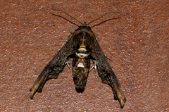 Marathyssa cuneata