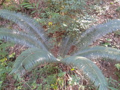 Lepidozamia peroffskyana