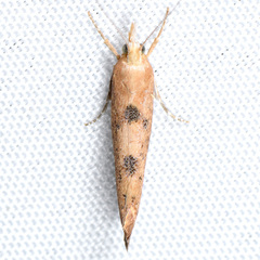 Ypsolopha cervella