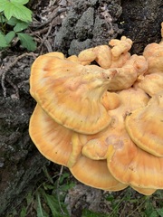 Laetiporus sulphureus