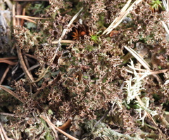 Cladonia crispata crispata