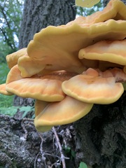 Laetiporus sulphureus