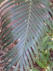 Lepidozamia peroffskyana