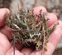 Cladonia crispata crispata