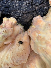 Laetiporus sulphureus