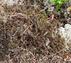 Cladonia crispata crispata