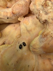 Laetiporus sulphureus