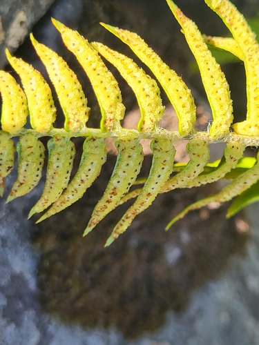 Image of Polystichum falcinellum by (c) Jacek Pietruszewski, some rights reserved (CC BY)