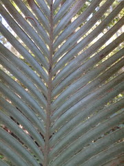 Lepidozamia peroffskyana