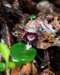 Corybas pruinosus