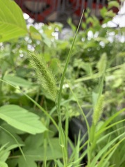 Setaria viridis
