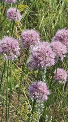 Allium lineare