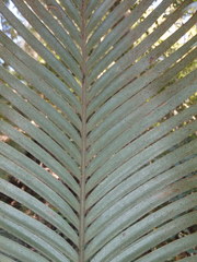 Lepidozamia peroffskyana