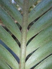Lepidozamia peroffskyana