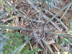 Lepidozamia peroffskyana