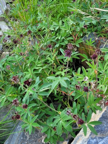 marsh cinquefoil