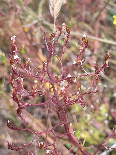 Centranthus image