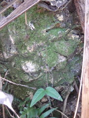 Lepidozamia peroffskyana