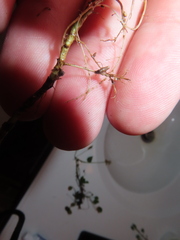 Rhizobium leguminosarum