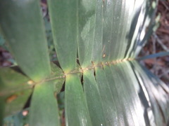 Lepidozamia peroffskyana