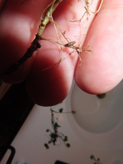 Rhizobium leguminosarum