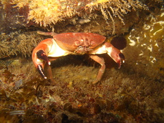 Atergatis integerrimus