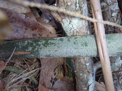 Lepidozamia peroffskyana