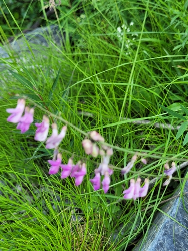 Alpine Sweet-vetch