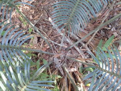 Lepidozamia peroffskyana